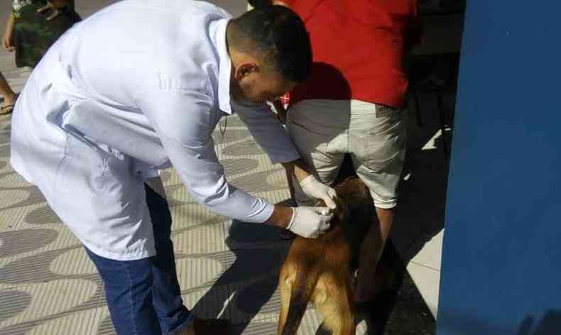 Mais de 10 mil animais foram vacinados contra raiva em Nova Serrana(foto: Prefeitura de Nova Serrana/Divulgao)