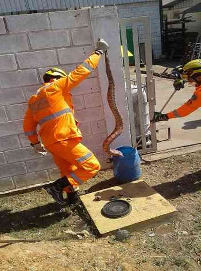 Bombeiro resgata jiboia em Montes Claros