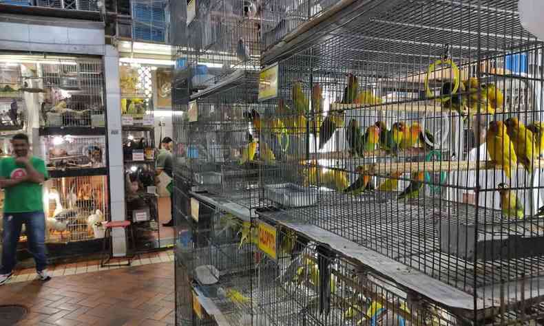 gaiolas de aves no Mercado Central