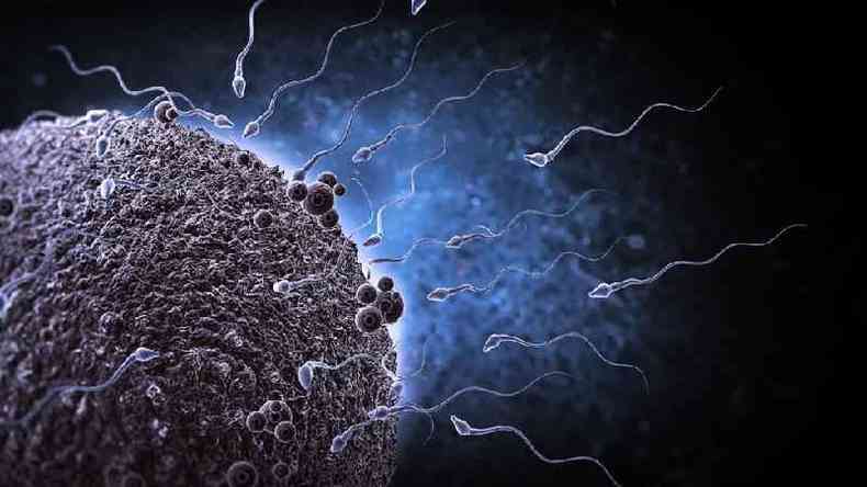 Uma concentrao menor de espermatozoides se traduz em uma maior dificuldade de concepo(foto: SPL)