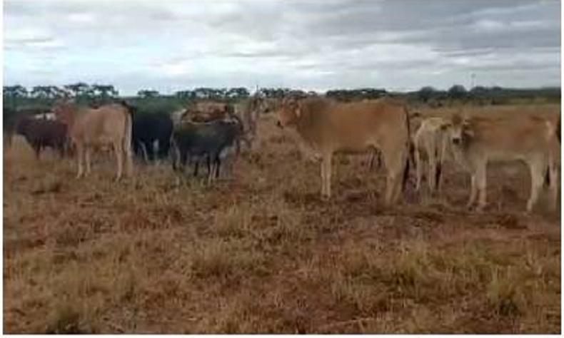 Gado roubado em Minas Gerais foi vendido a vrios fazendeiros baianos