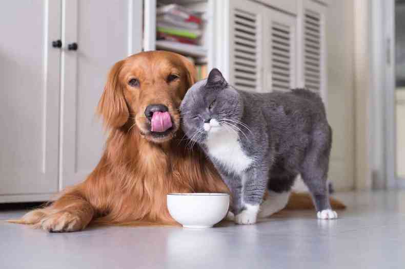 Co e gato juntos, diante de uma vasilha de comida