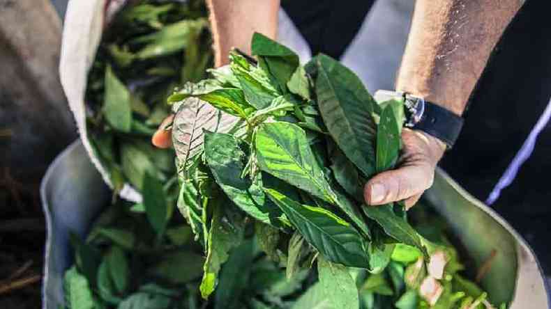 Folhas para a preparao da ayahuasca