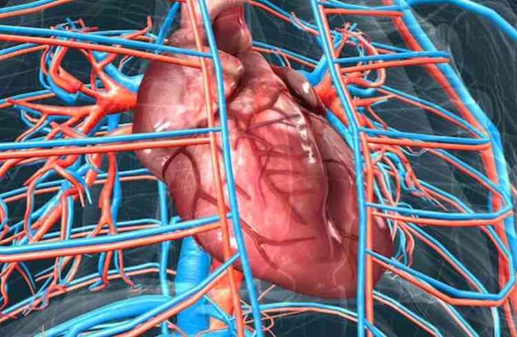 Sistema circulatrio ou sistema cardiovascular