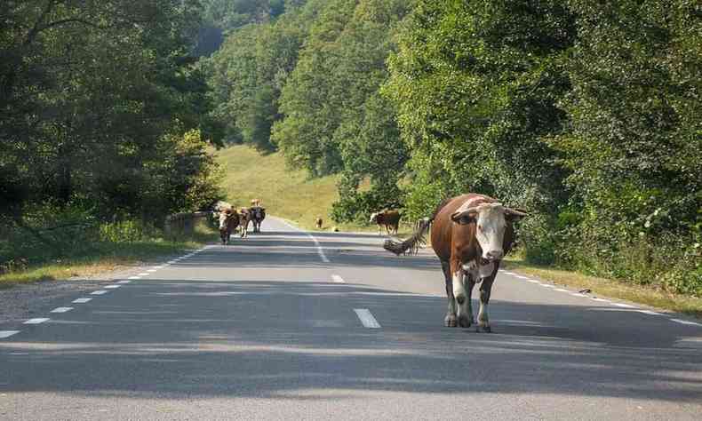 vaca no meio de rodovia brasileira 