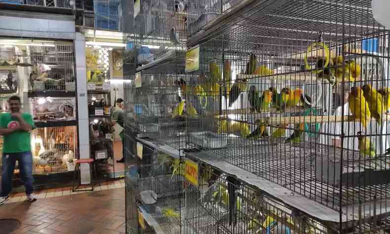 aves no Mercado Central