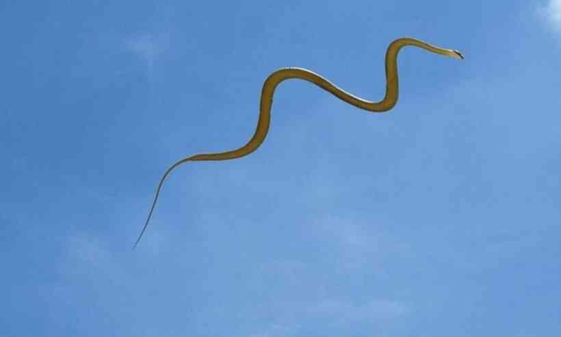 Cobras voadoras que pulam entre árvores são alvos de pesquisas científicas