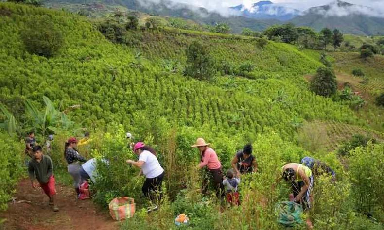 Catadores da folha de coca trabalham na plantao(foto: Raul ARBOLEDA / AFP)