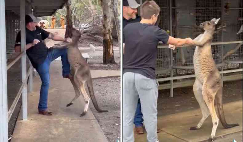 canguru luta com turista