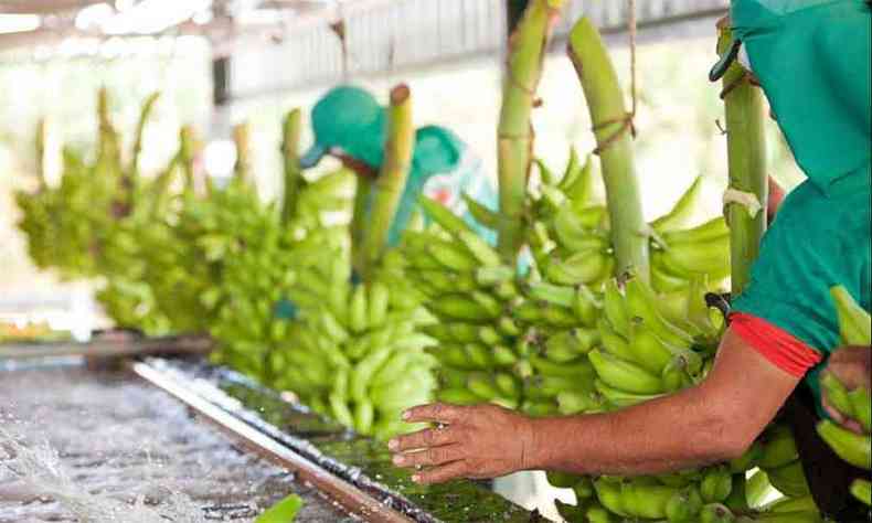 Carro-chefe da produo do Norte de Minas, a bananicultura sofreu com perda equivalente a 80% da oferta semanal da fruta, que ficou retida nos amazns da regio, por causa da interrupo do transporte (foto: Abanorte/Dilvulgao)