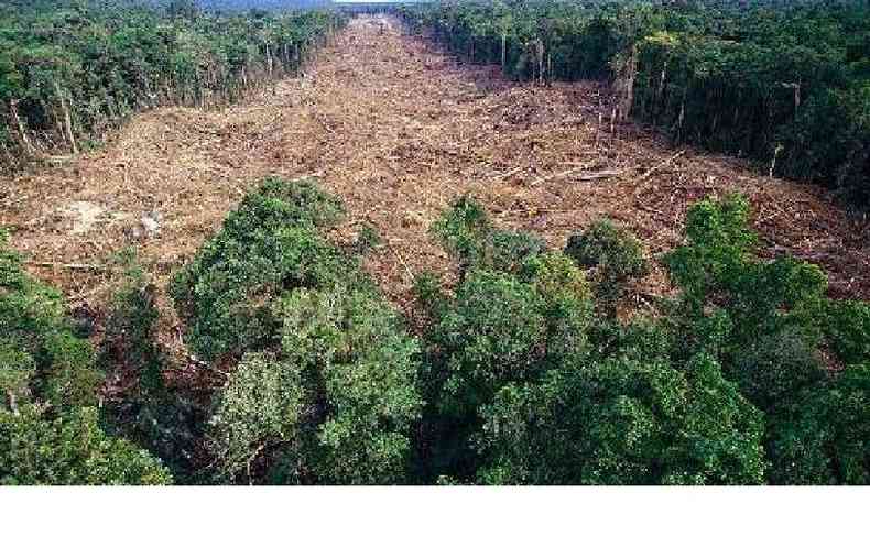 O Brasil perdeu 13.610 km de florestas virgens em 2019, sendo 95% na Amaznia(foto: Fotototal/Divulgao)