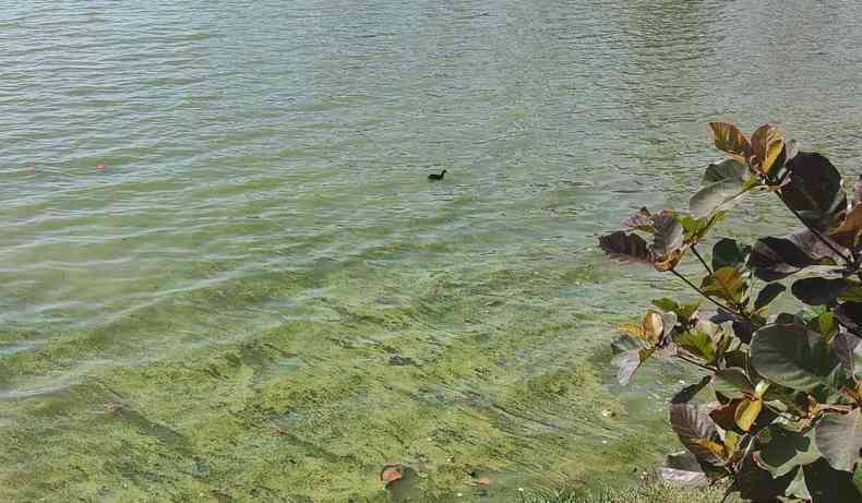 Manchas verdes registradas na Lagoa da Pampulha. Um pato nada no meio da foto.