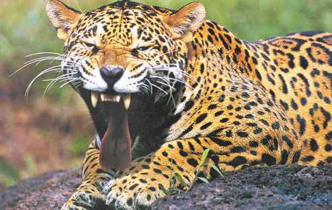 Estudo brasileiro teve incio na dcada de 1990 e constatou que a Panthera onca est em declnio na mata atlntica, o maior predador nesse bioma(foto: ARAQUM ALCNTARA/DIVULGAO %u2013 29/1/07)