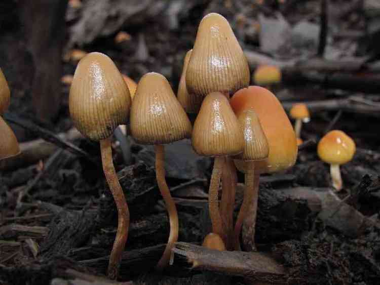 Substncia produzida por mais de 100 tipos de cogumelos tem sido testada tambm para depresso