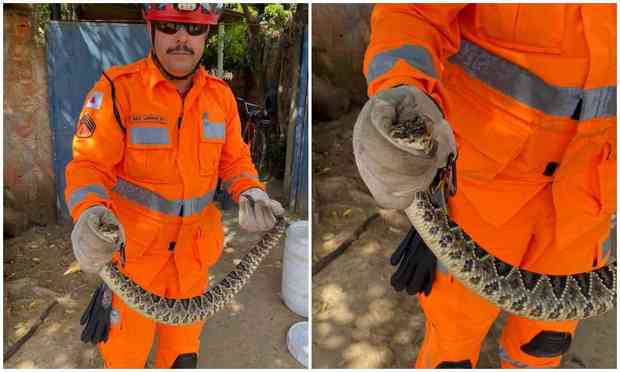 Corpo de Bombeiros resgata cobra cascavel no município de Choró