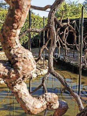 Os galhos das �rvores fizeram uma longa viagem Brasil-Fran�a(foto: Eric Sander)