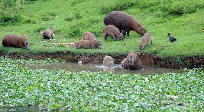 Cerca de 250 capivaras se proliferam na orla da Lagoa da Pampulha. ltimos exames no detectaram doenas, segundo a prefeitura(foto: CRISTINA HORTA/EM/D.A PRESS 23/1/14 )