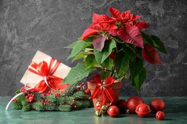 Flores para decorar no Natal - Economia - Estado de Minas Flores para decorar no Natal - Economia - Estado de Minas