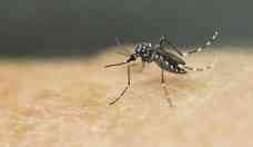 Aedes aegypti se adapta e passa a se reproduzir em água suja também