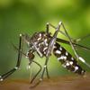 'As pessoas precisam se lembrar de que a dengue mata', avisa infectologista