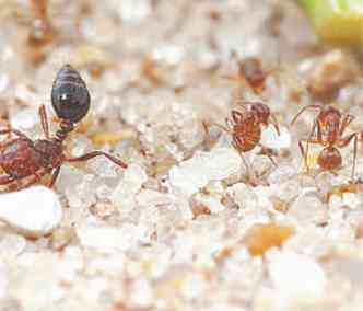 As formigas-loucas (D) tornaram-se imunes ao veneno da formiga-de-fogo(foto: LAWRENCE GILBERT/UNIVERSITY OF TEXAS-AUSTIN/SCIENCE/DIVULGAO)