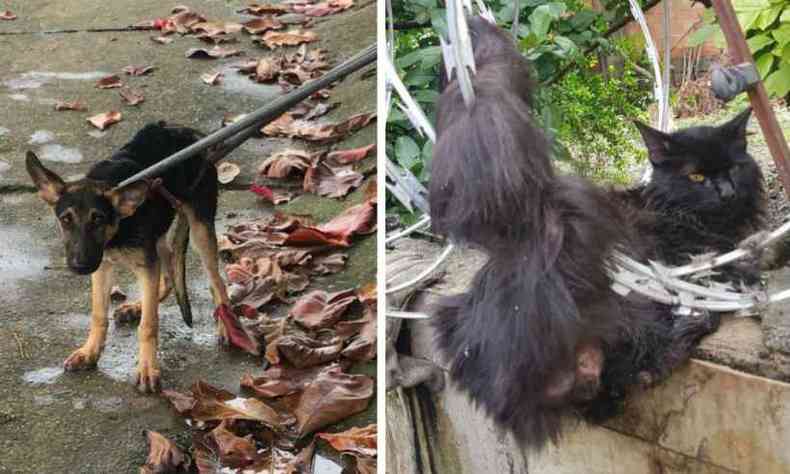 Animais foram resgatados em diferentes regies de BH(foto: Corpo de Bombeiros/Divulgao)