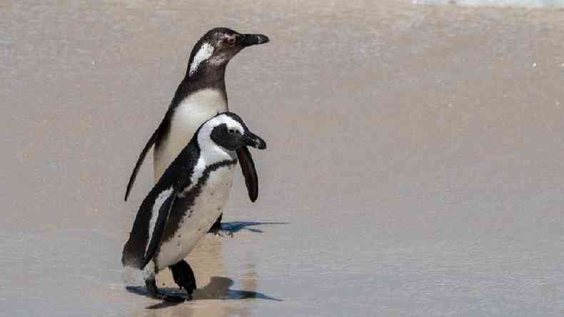 Populaes de pinguins africanos esto diminuindo rapidamente