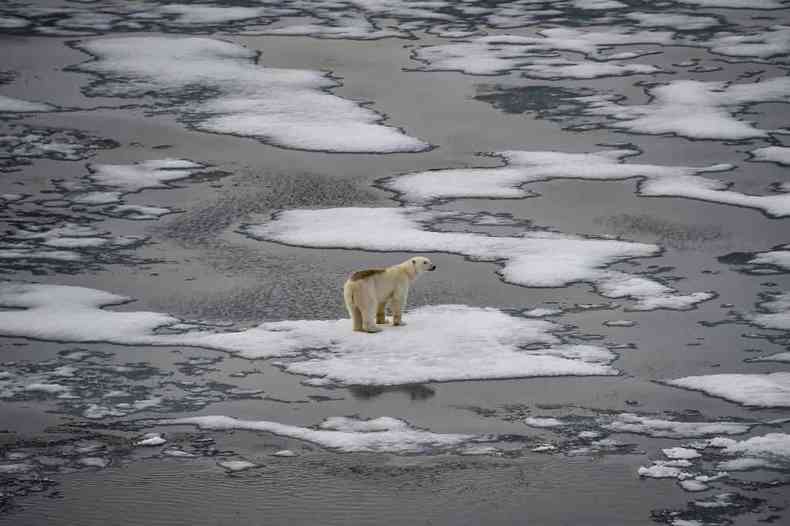 Um urso polar  visto em blocos de gelo no canal britnico no arquiplago Franz Josef Land