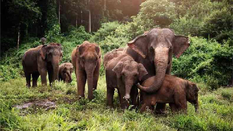 Os elefantes asiáticos são parentes próximos do extinto mamute lanoso