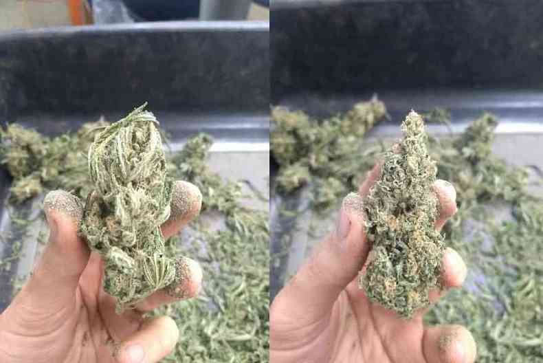 Antes e depois do processo de trimar a maconha