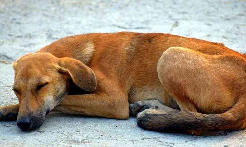 Objetivo  diminuir a populao de animais de rua no estado(foto: Pixabay/Reproduo)