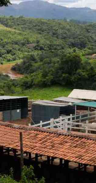 Animais afetados pelo desastre em Brumadinho ganham ensaio de Natal -  Gerais - Estado de Minas