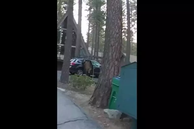 Urso marrom saindo de dentro de carro pela porta traseira