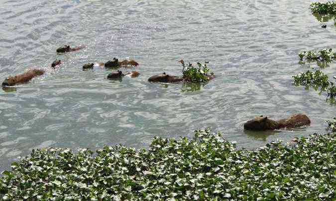 Capivaras na lagoa: PBH planeja esterilizar animais capturados(foto: FOTOS: RODRIGO CLEMENTE/EM/D.A PRESS)