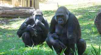 Imbi, Lou Lou, Sawidi e o beb gorila em harmonia no recinto(foto: Fundao Zoobotnica/Divulgao)