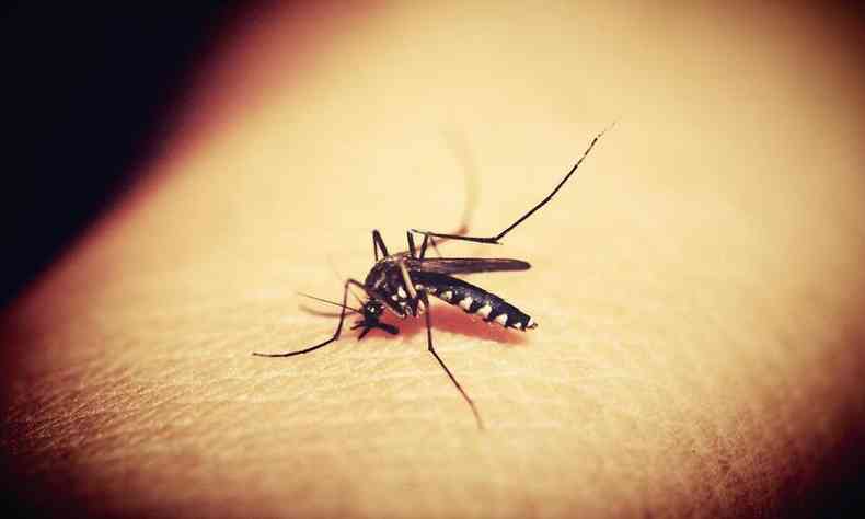 mosquito da dengue na ponta do dedo