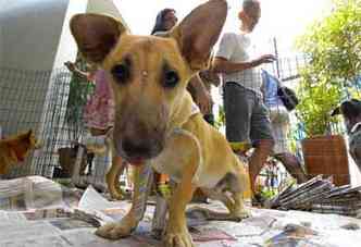 Cachorro em feira de adoo realizada no Bairro Cidade Nova: projeto quer estimular iniciativas do tipo 