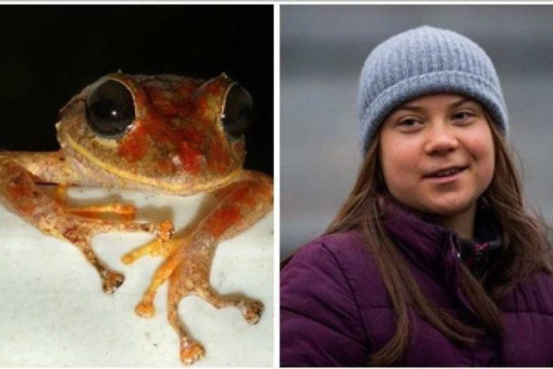 Greta Thunberg tem 19 anos e é uma ativista ambiental sueca. (foto: Konrad Mebert e Jonathan Nackstrand/AFP) Sapo da espécie descoberta e Greta