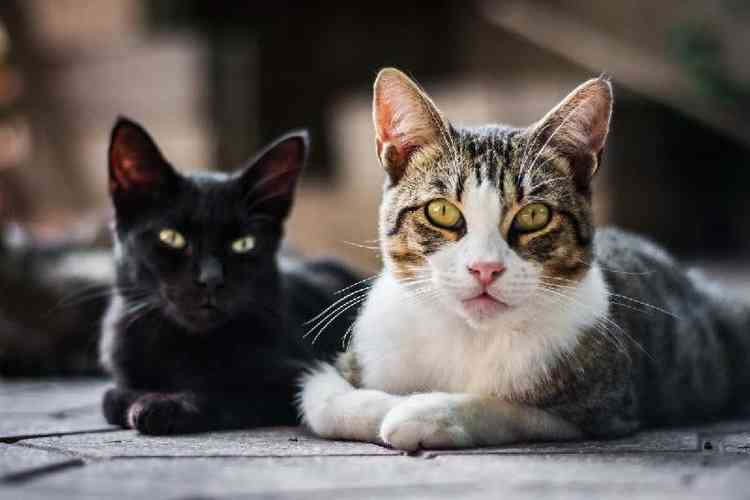 Surto de coronavrus felino mata mais de 300 mil gatos no Oriente Mdio
