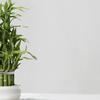 Descubra as plantas que atraem boas energias e protegem a casa