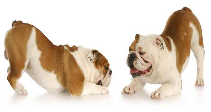 O valor da taxa inicial da franquia Cão Cidadão é de R$ 9.500,00 (foto: Cão Cidadão/Divulgação) O valor da taxa inicial da franquia Cão Cidadão é de R$ 9.500,00 (foto: Cão Cidadão/Divulgação)