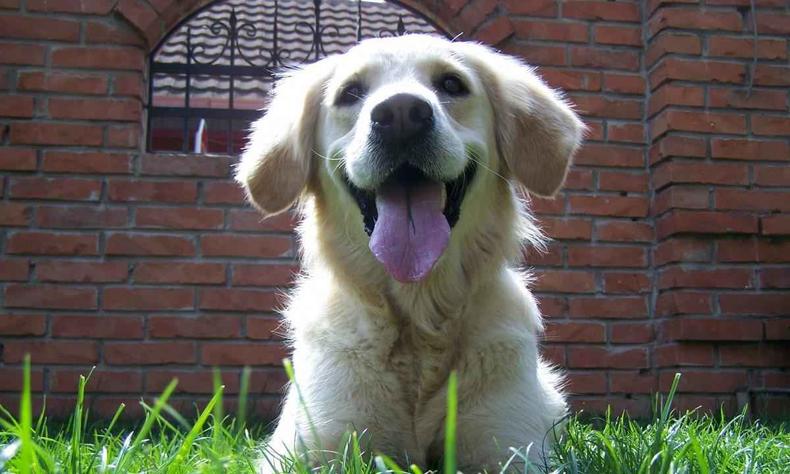 Segundo o Conselho Federal de Medicina Veterinria (CFMV), os ces tm a capacidade auditiva maior que a dos humanos e, para eles, barulhos acima de 60 decibis, que equivale a uma conversa em tom alto, podem causar estresse fsico e psicolgico