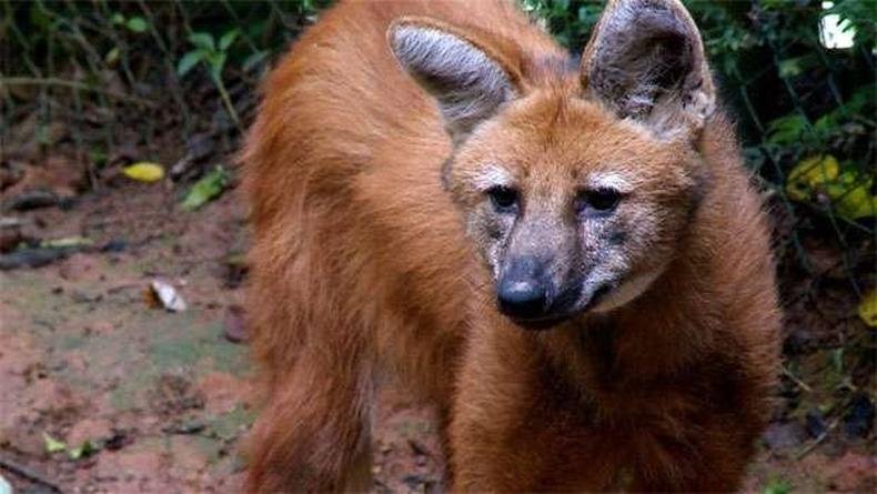 (foto: REPRODUÇÃO/REDETV! ) (foto: REPRODUÇÃO/REDETV! )