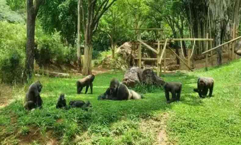Gorilas no zoolgico de BH 