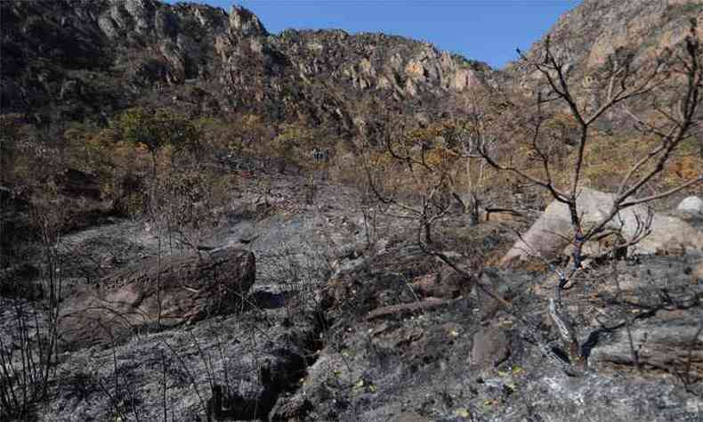 Vrias nascentes ficaram debaixo de cinzas e o fogo consumiu mais de 700ha do Parque do Roa-Moa(foto: Leandro Couri/EM/DA Press)