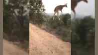 Cervo viraliza nas redes ao aparecer 'voando' em vídeo após salto na Índia 