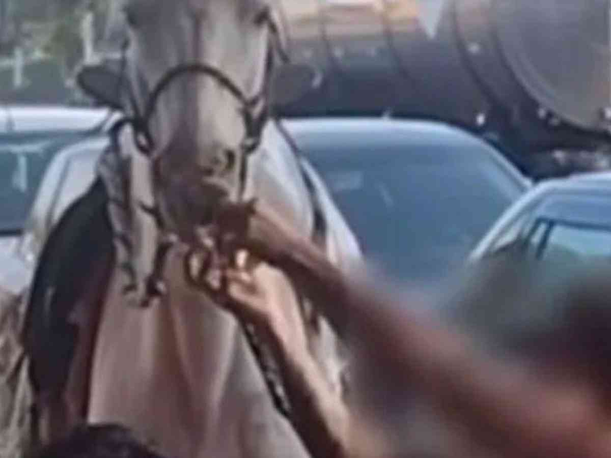 Montado a cavalo, jovem de 22 anos tenta matar homem em BH