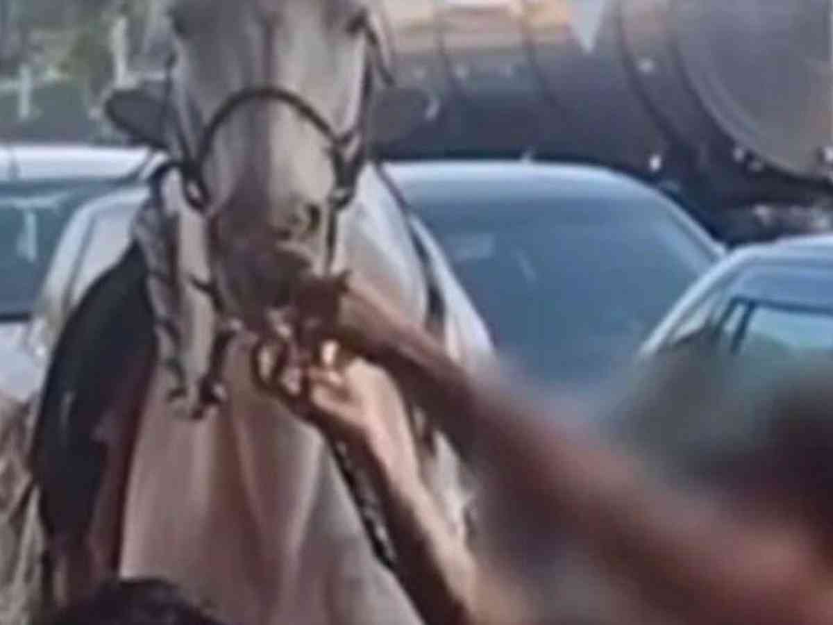 Jovem montado a cavalo tenta matar homem e é preso em Belo