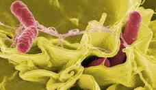 Descoberto mecanismo de ataque da Salmonella contra a microbiota intestinal