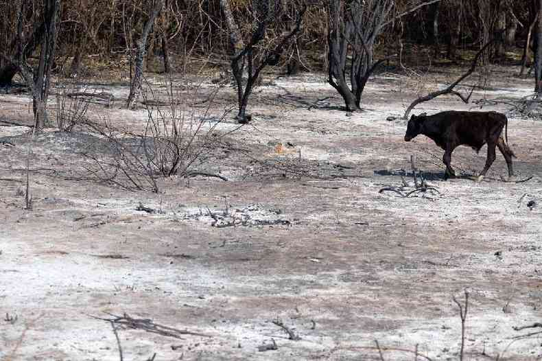 Vaca passa por rea queimada com o cho ainda quente em busca de abrigo